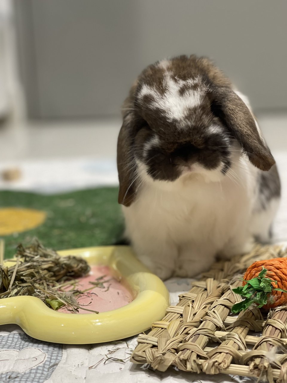 Hugo Paws - Holland Lop Rabbit