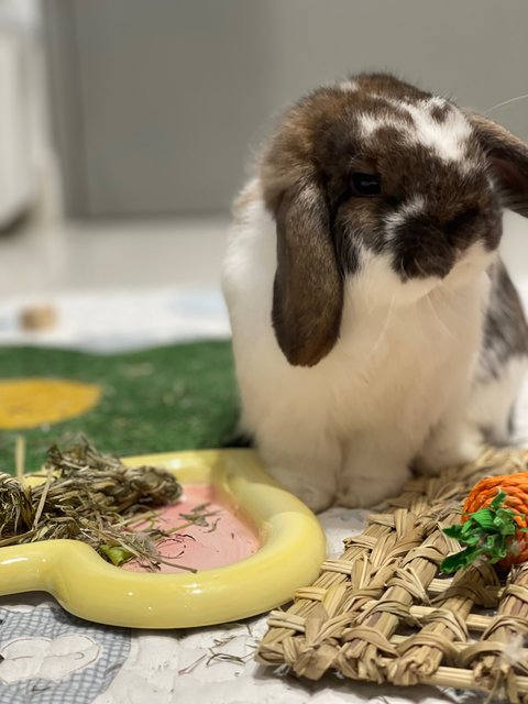 Hugo Paws - Holland Lop Rabbit