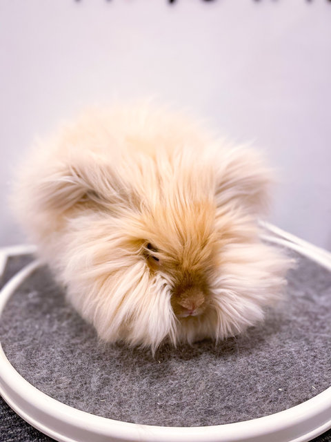 Sugee Ball - Angora Rabbit Rabbit