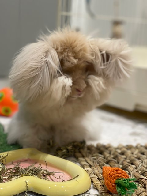 Sugee Ball - Angora Rabbit Rabbit