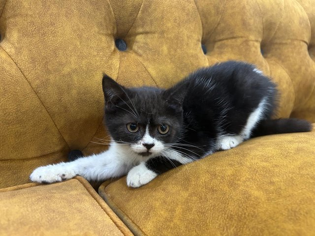 Scottish Straight - Scottish Fold + British Shorthair Cat