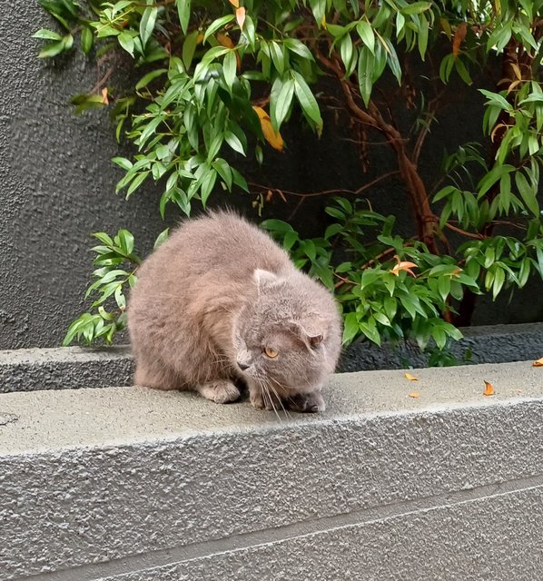 Barry - Scottish Fold + British Shorthair Cat