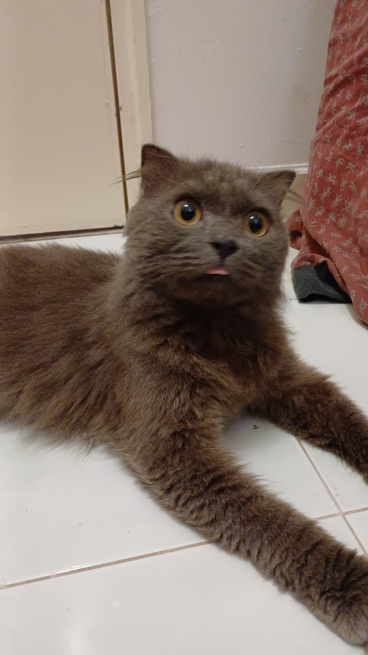 Barry - Scottish Fold + British Shorthair Cat