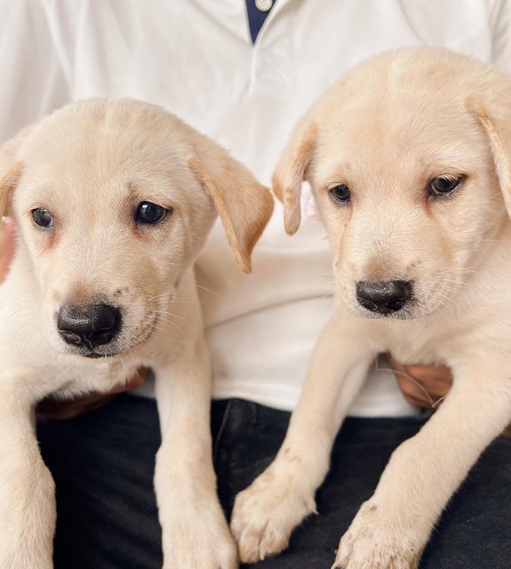 Puppies  - Mixed Breed Dog