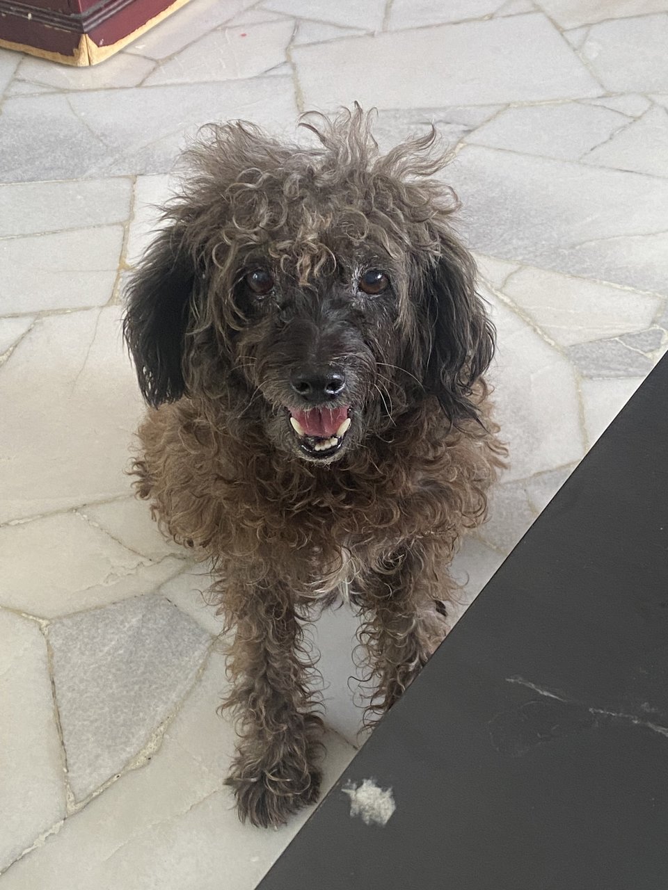 Lina - Poodle + Schnauzer Dog