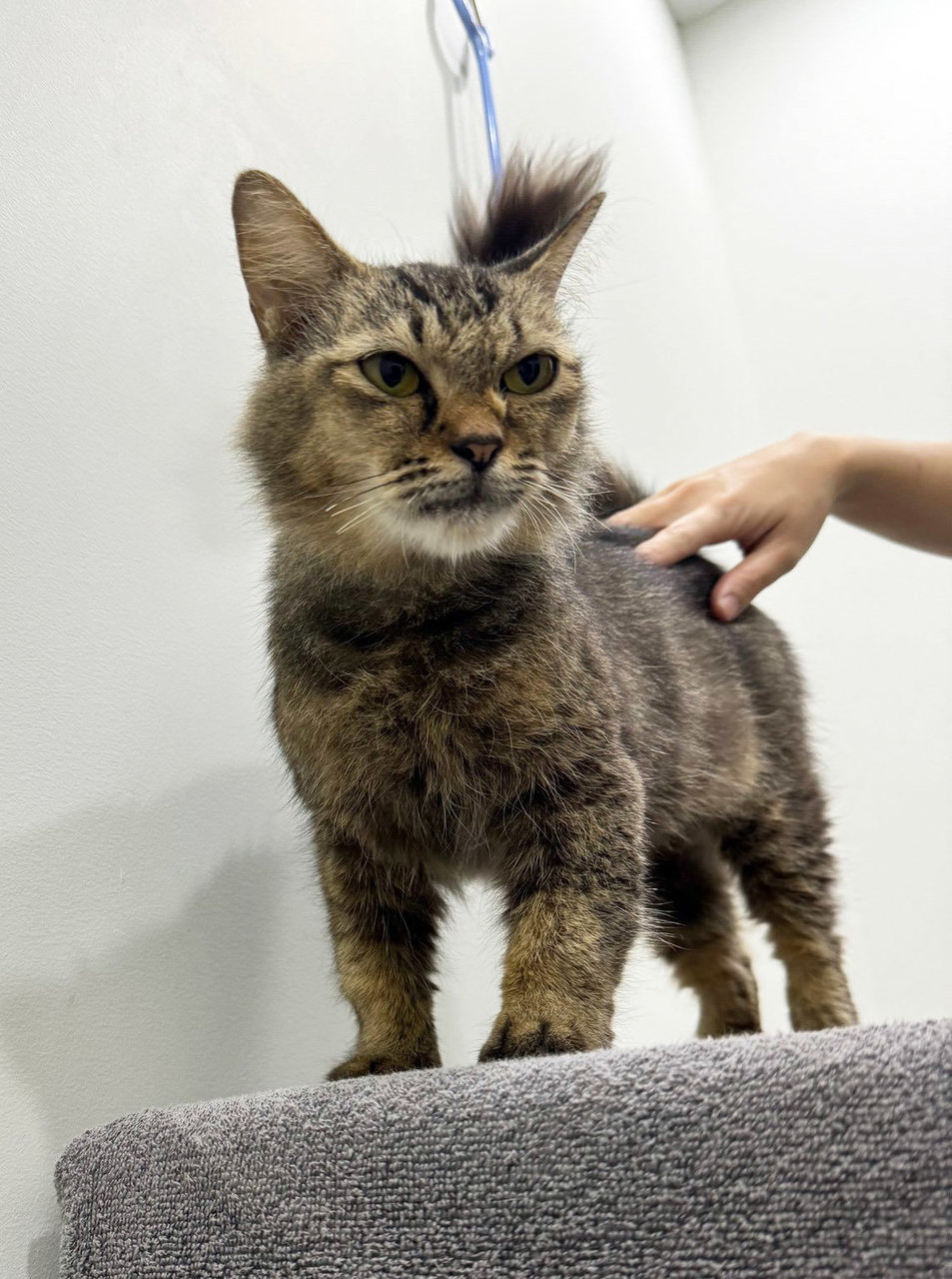 Grumpy - Domestic Medium Hair + Munchkin Cat