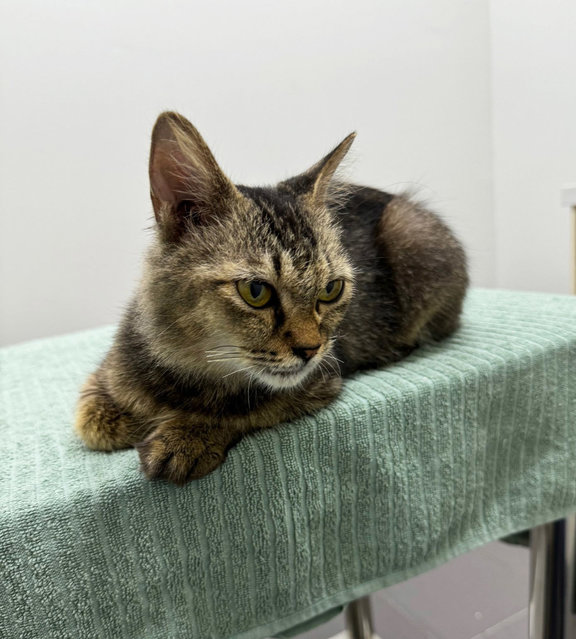 Grumpy - Domestic Medium Hair + Munchkin Cat