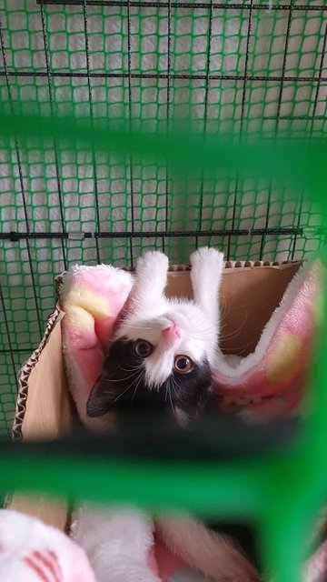 Tuxedo Kitten Baby   - Domestic Short Hair Cat