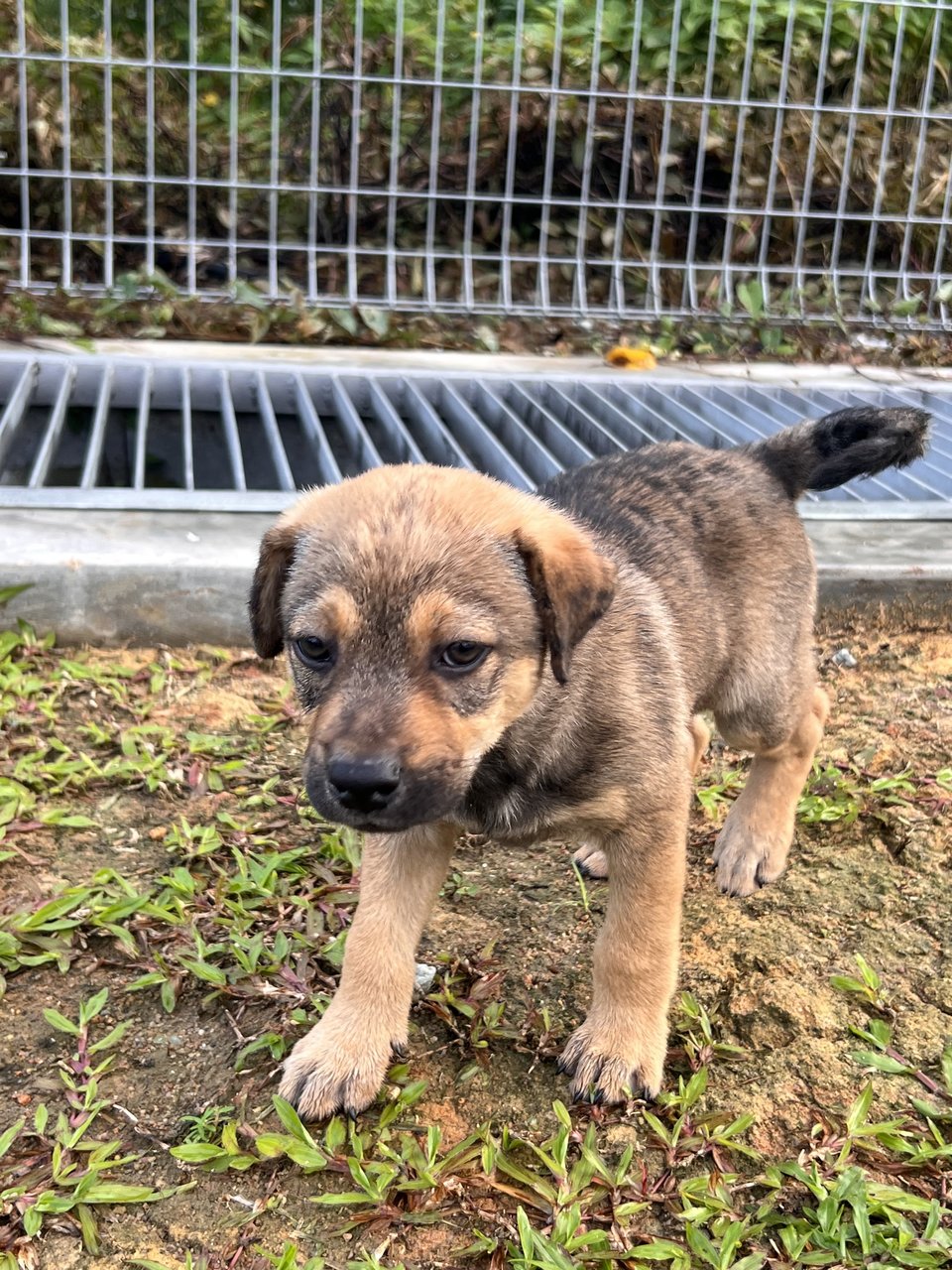 Boy - Mixed Breed Dog