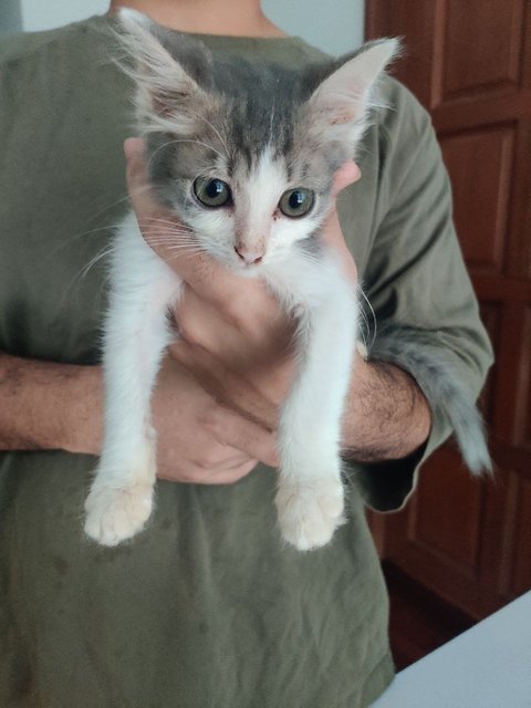 Potato  - Domestic Short Hair Cat