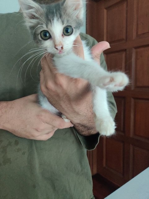 Potato  - Domestic Short Hair Cat