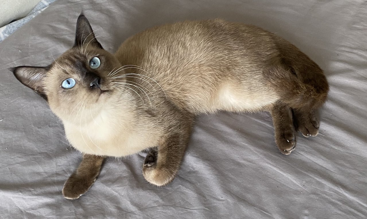 Siamese Cat - Siamese Cat