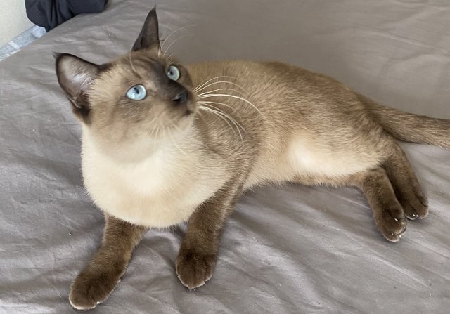 Siamese Cat - Siamese Cat