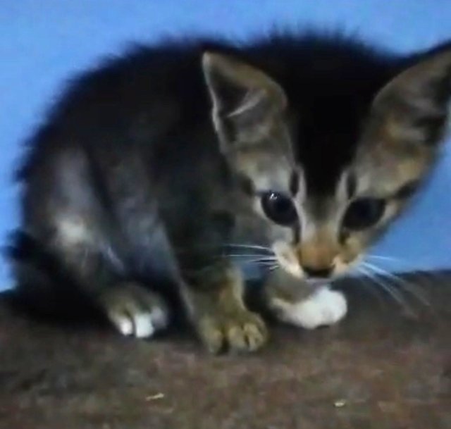 Grey And Oyen Tabby - Domestic Medium Hair Cat