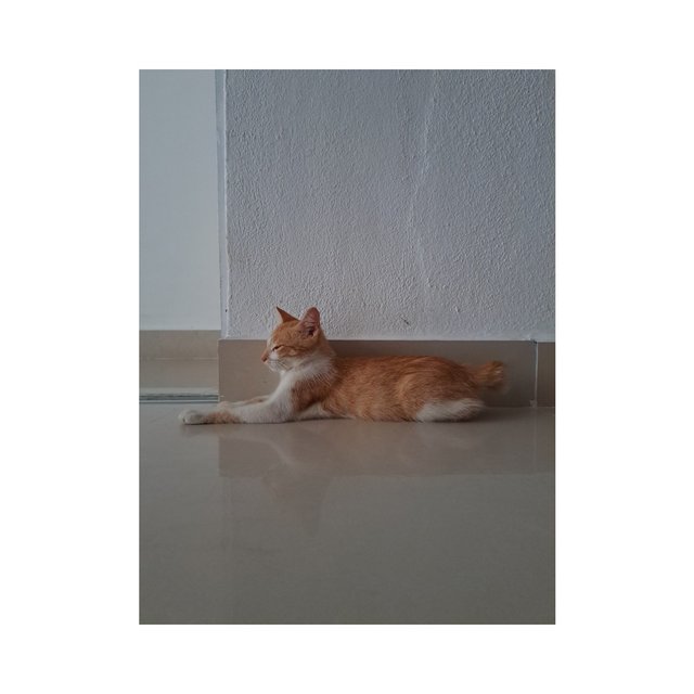 Bomba - Domestic Short Hair Cat