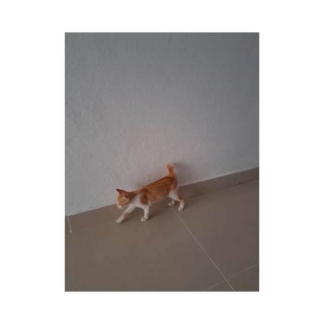 Bomba - Domestic Short Hair Cat