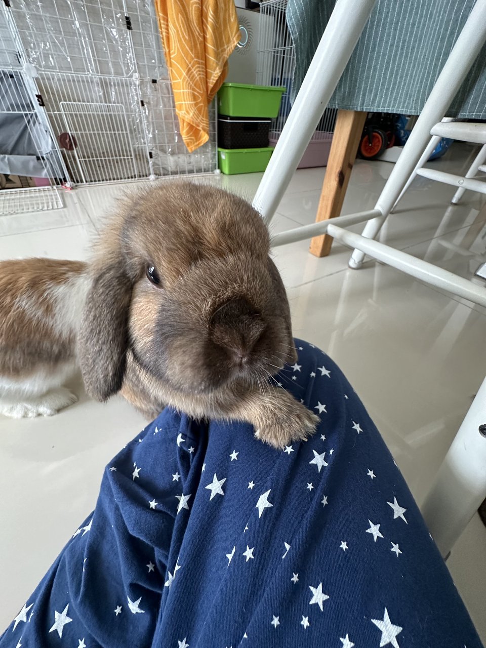 Chase - Holland Lop Rabbit