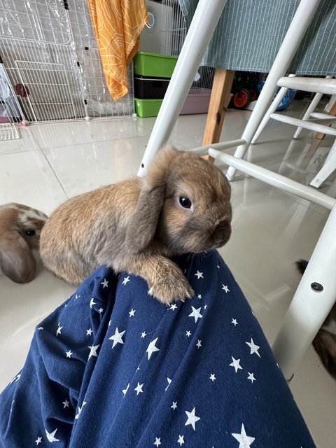 Chase - Holland Lop Rabbit