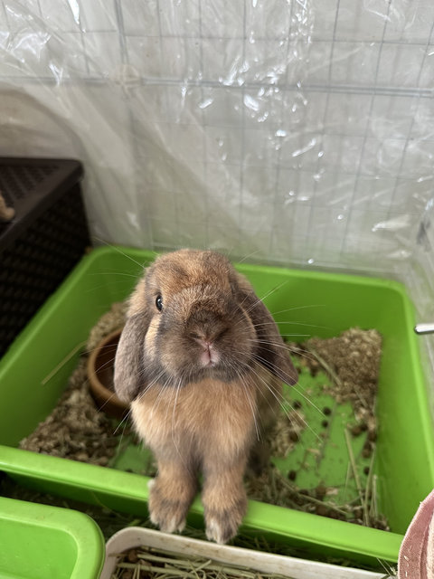 Chase - Holland Lop Rabbit