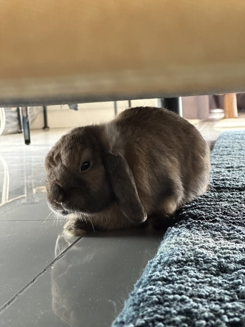 Chase - Holland Lop Rabbit