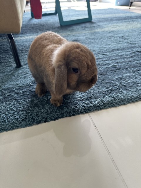 Chase - Holland Lop Rabbit