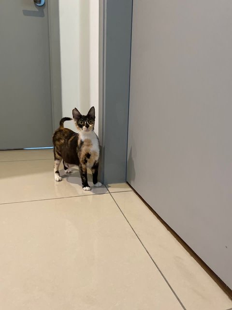 Pinky - Domestic Short Hair + Tortoiseshell Cat