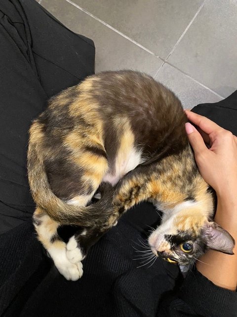 Pinky - Domestic Short Hair + Tortoiseshell Cat