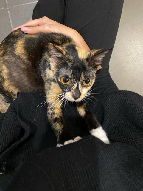 Pinky - Domestic Short Hair + Tortoiseshell Cat