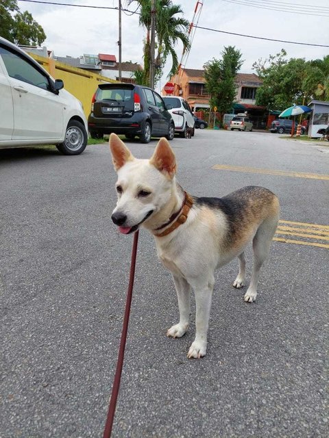 Girl Girl - Husky Mix Dog