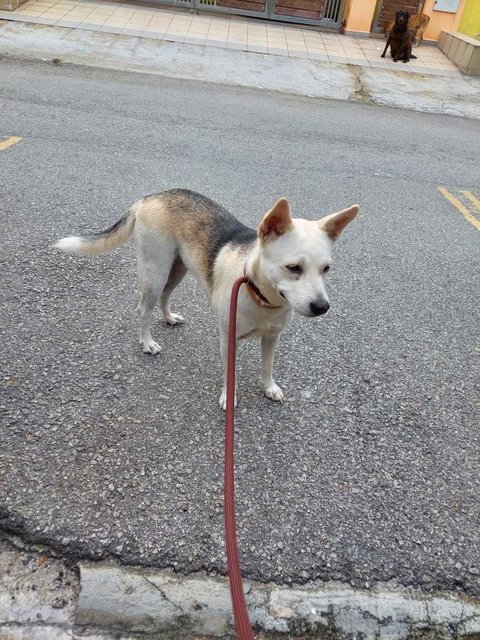 Girl Girl - Husky Mix Dog