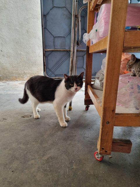 Batman - Tuxedo Cat