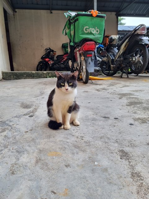 Batman - Tuxedo Cat