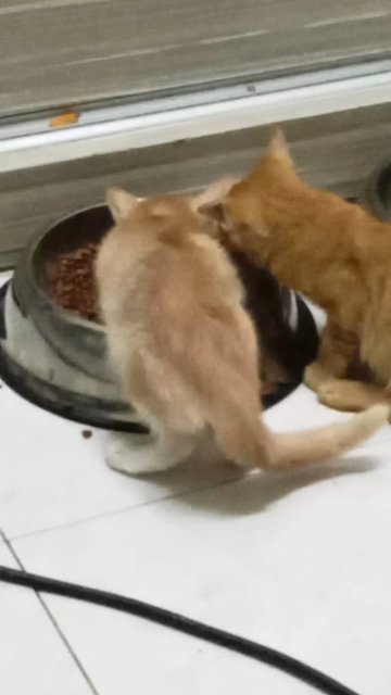 Two Oyen - Domestic Short Hair Cat