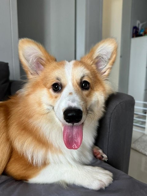 Luna - Welsh Corgi Dog