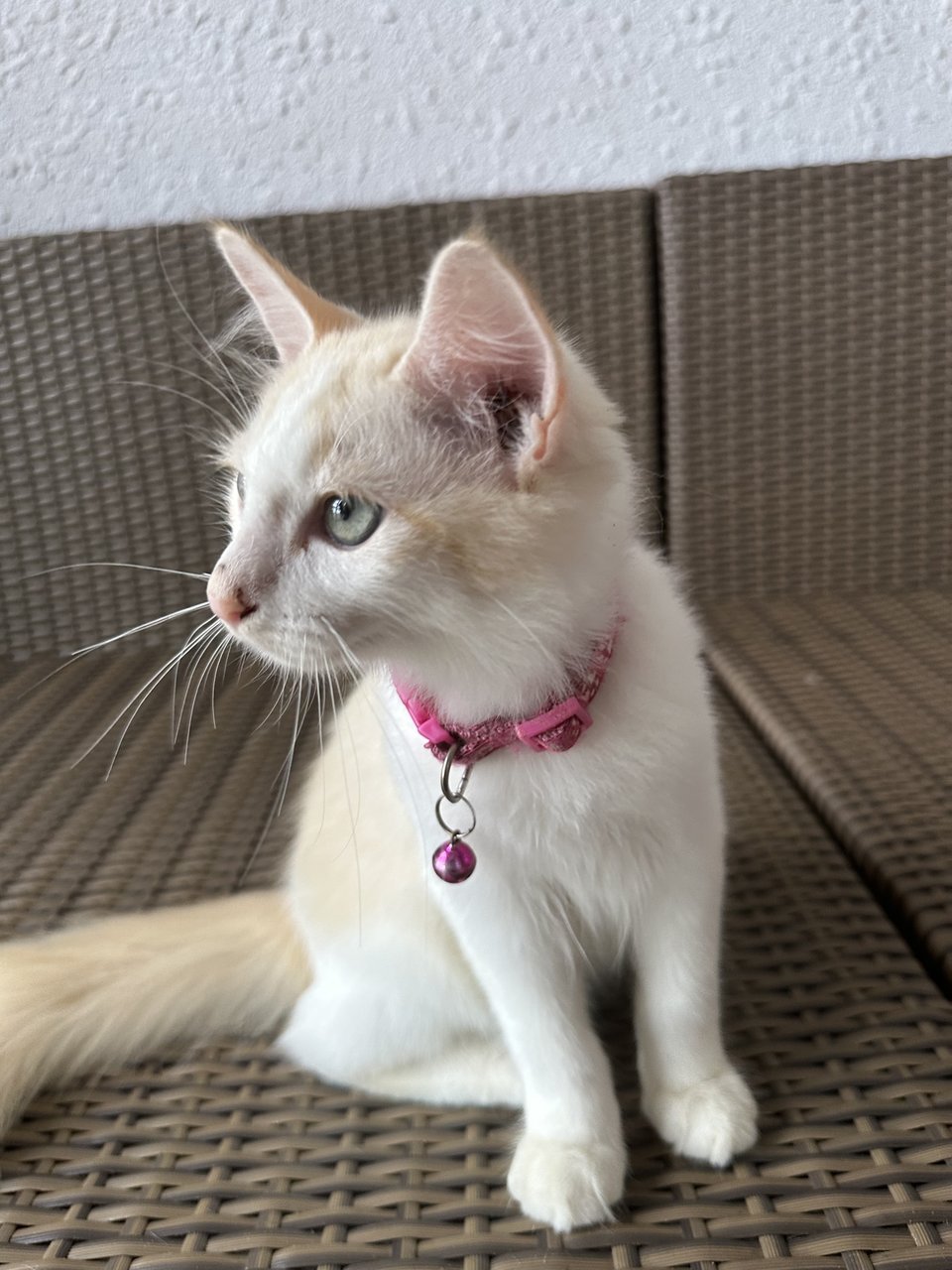 Chubz - Turkish Angora + Domestic Medium Hair Cat