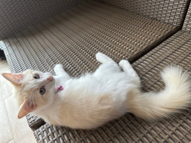 Chubz - Turkish Angora + Domestic Medium Hair Cat