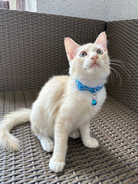 Mumu - Turkish Angora + Domestic Medium Hair Cat