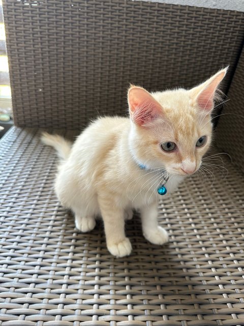 Mumu - Turkish Angora + Domestic Medium Hair Cat