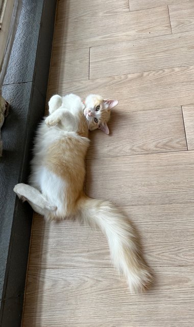 Melon - Turkish Angora + Domestic Medium Hair Cat