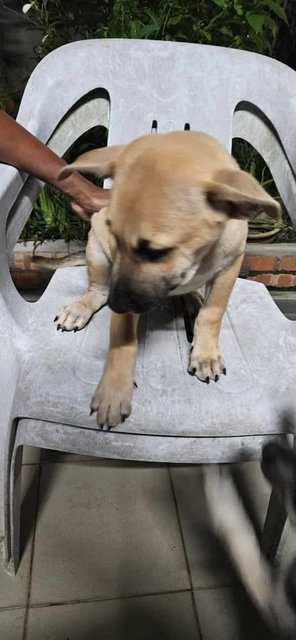 Caramel - Mixed Breed Dog