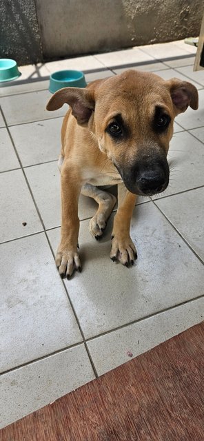 Caramel - Mixed Breed Dog