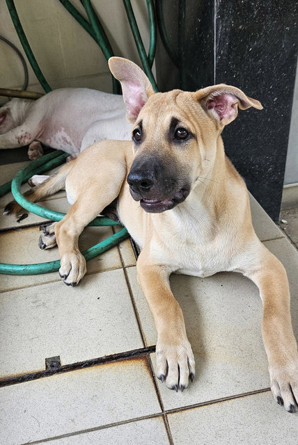 Caramel - Mixed Breed Dog