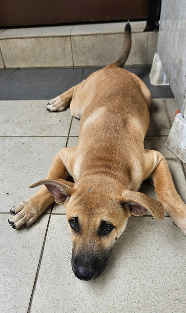 Caramel - Mixed Breed Dog