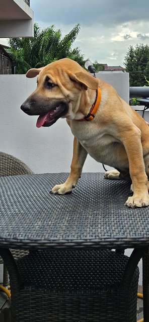 Caramel - Mixed Breed Dog