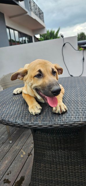 Caramel - Mixed Breed Dog