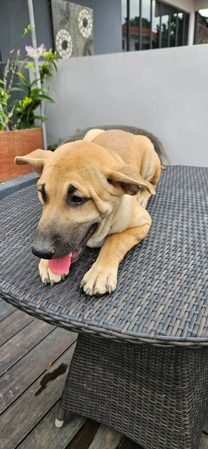 Caramel - Mixed Breed Dog