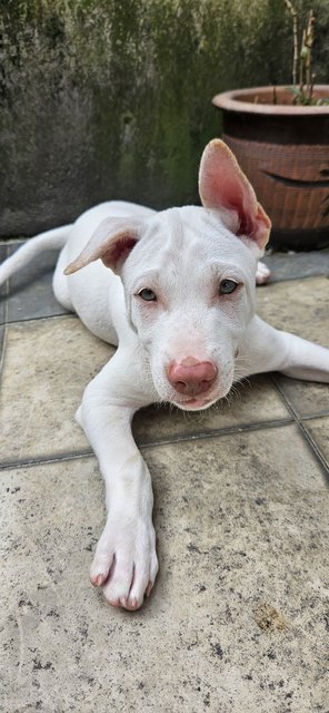 Snow - Mixed Breed Dog