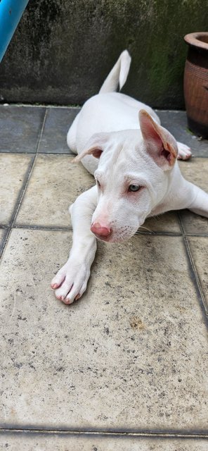 Snow - Mixed Breed Dog