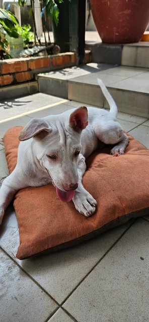 Snow - Mixed Breed Dog