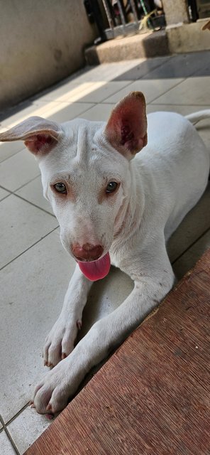 Snow - Mixed Breed Dog